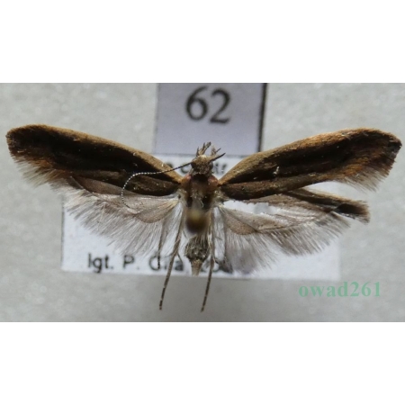 Ypsolopha ustella (Clerck, 1759) Czech62